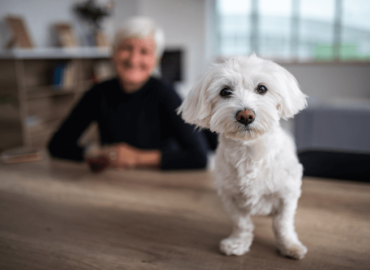 Best Companion Pets for Seniors